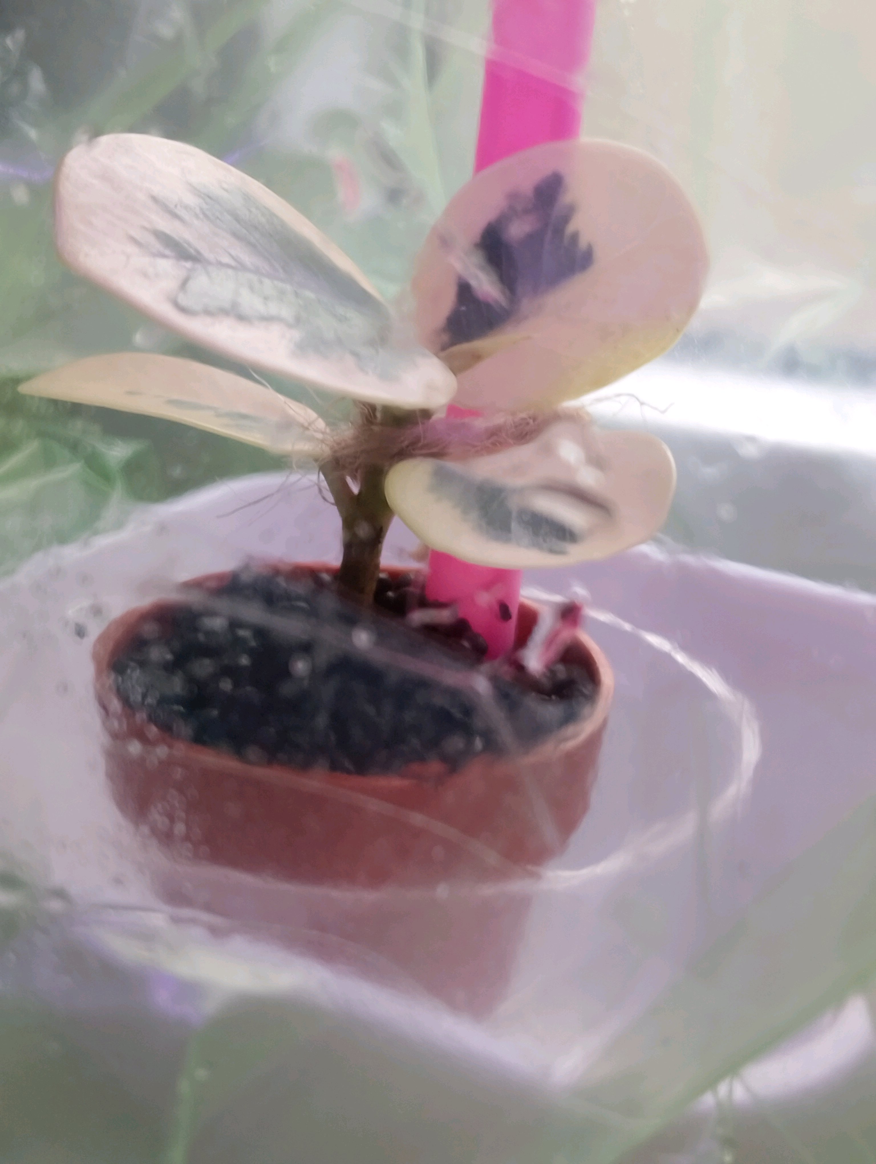 パンダガジュマルの挿し木｜🍀GreenSnap（グリーンスナップ）