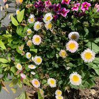 デージー,デージーの画像