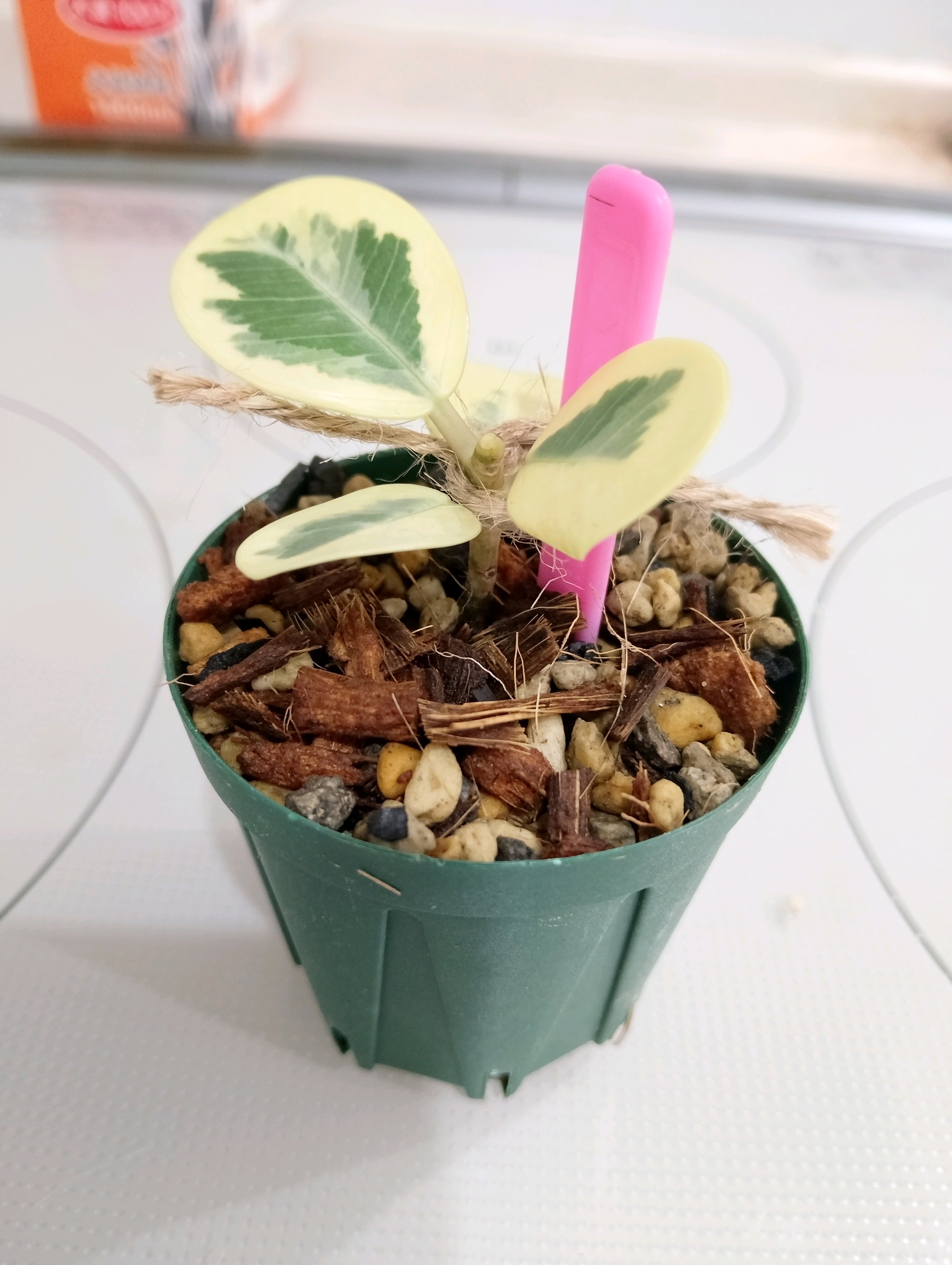 パンダガジュマルの挿し木｜🍀GreenSnap（グリーンスナップ）