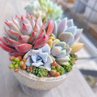 ブラックベリー,多肉植物,多肉寄せ植え,多肉植物のある暮らし,抹茶スイーツの画像