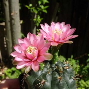 緋花玉,多肉植物,観葉植物,100均,ダイソーの画像