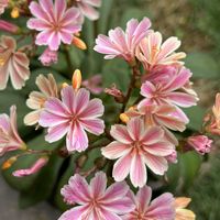 レウィシア,植物のある暮らし,ニュアンスカラー,オレンジピンク,花友さんに感謝の画像