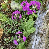 オダマキ,オダマキ,サクラソウ,ボタン,庭の花の画像