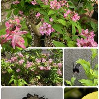 レモン,ベニバナバイカウツギ　マギシェン,花のある暮らし,花いろいろ,おうち園芸の画像
