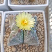 サボテン,亀甲竜,ボンバックス,麗蛇丸,四角鸞鳳玉の画像