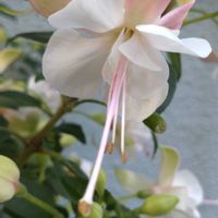 フクシア,鉢植え,ガーデニング,植え込み,村上宗隆の画像