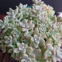 セダム,セダム,姫秋麗,白雪ミセバヤ,細葉黄金万年草の画像