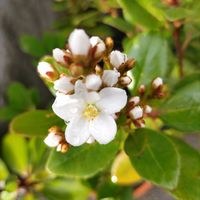 シャリンバイ,ニワフジ,小鉢,連日,ツルユキノシタの画像