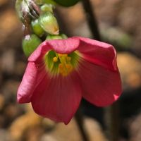 ラッキークローバー,季節の花を楽しむの画像