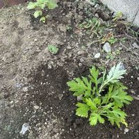 大葉,ヨモギ,ヨモギ,大葉 青しそ,おおきくなあれの画像