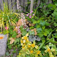 アジュガ,アジュガ,カレックス,ギボウシ,ヒメヒオウギの画像