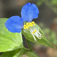 アジサイ,アジサイ,ツユクサ,ツユクサ,ツユクサの画像
