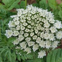ニンジン,ニンジンの花,散歩コース,GSに感謝。,植物観察の画像