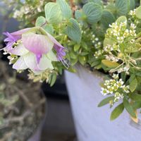 オレガノ ケントビューティー,鉢植え,強風ベランダの画像