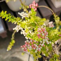 ライスフラワー,鉢植え,明るい日陰,プランター,ガーデニング初心者の画像