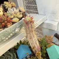 寄せ植え,多肉植物,リメ缶,ガーデニング,植物のある暮らしの画像