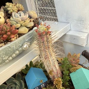 寄せ植え,多肉植物,リメ缶,ガーデニング,植物のある暮らしの画像