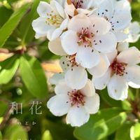 シャリンバイ,花のある暮らし,緑のある暮らし,バラ科,植物との暮らしの画像