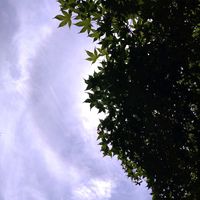 月桂樹,モミジ,半分そら,雲仲間,土曜はお空の発表会の画像