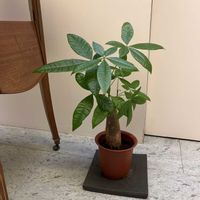 パキラの画像
