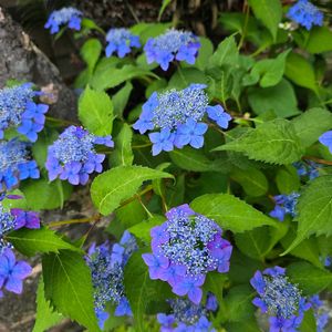 花のある暮らし,放置栽培,チーム愛知,チーム宮崎,畑の画像