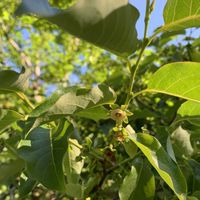 アスパラガス,モチノキの花,豆柿の花,クリ　ぽろたん,お山のパトロールの画像