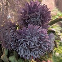 アーティチョーク,アスター,スモークツリー,アスター　シリンガラベンダー,植物のある暮らしの画像