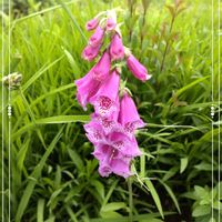 ジギタリス,綺麗な色♡,白い花,花のある暮らし,きれいな色の画像