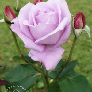 一九献上 和堂,花言葉,一句献上　和堂,季節の花華シリーズ　和堂,一歌献上　和堂の画像