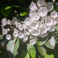 カルミア,タイサンボク,ヤマボウシ,イチョウ,ササラウツギの画像