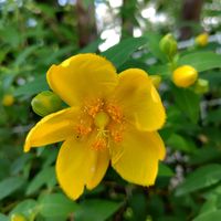 キリンソウ,キンシバイ,ビヨウヤナギ,マツヨイグサ,山野草の画像