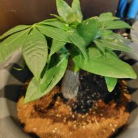 パキラ,観葉植物達,100均のパキラ,観葉植物。,鉢はちの画像