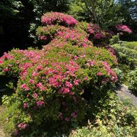 ハクチョウゲ,サツキ,さつき,白丁花(ハクチョウゲ),新緑 青もみじの画像