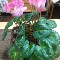 シクラメン,鉢植え,季節外れ,愛知県,奥三河の画像