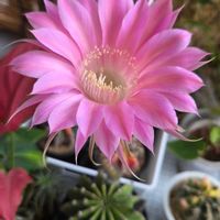 アンスリウム,アグラオネマ,ピンクスター,観葉植物,サボテンの花の画像