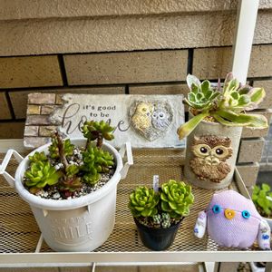 レティジア,ウォーターリリー,花火,アマビレ,センペルビウムの画像