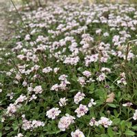 イワダレソウ,散歩,花のある暮らし,富山支部,おうち園芸の画像