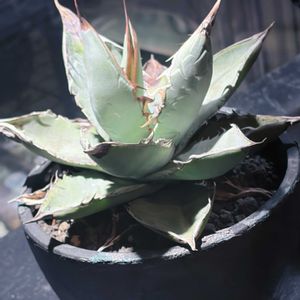 アガベ チタノタ ホワイトアイス,多肉植物,植木鉢の画像