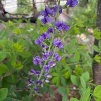 ネメシア,バプテシア ブルーベリーサンデー,かわいい,ブルー,花のある暮らしの画像