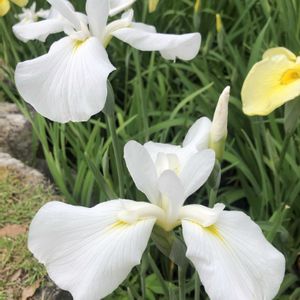 菖蒲,ショウブ,菖蒲園,お出かけ先の画像