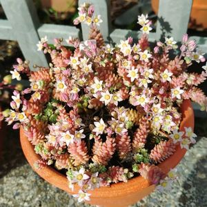 セダム,マジョール。,多肉植物,花芽,小さな花壇の画像