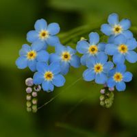 ワスレナグサ,自然観察,散策,日光植物園5月の画像