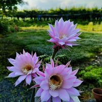 ウツギ,サボテン,ヒメウツギ,ガーデニング,花のある暮らしの画像