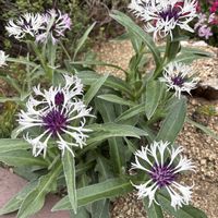 イチョウ,睡蓮,盆栽,鉢植え,果物の画像