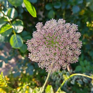 ホワイトレースフラワー,ブラックレースフラワー,ニンジンの花,種まきっ子,種からの画像