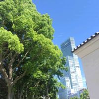 クスノキ,もみじ新緑,今日も元気で,キュンキュン乙女倶楽部,キュンキュン乙女倶楽部No.0278の画像