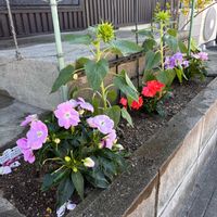 インパチェンス,ヒマワリ,北向き花壇,愛知県尾張の画像
