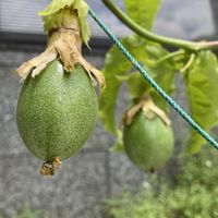 パッションフルーツ,パッションフルーツの実,果物,つる性植物,季節の花の画像