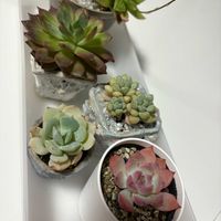 コムラサキ,コムラサキ,白牡丹,白牡丹,天使の雫の画像