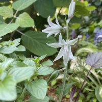 オーニソガラム,オーニソガラム ヌタンス,球根,宿根草の庭,広い庭の画像